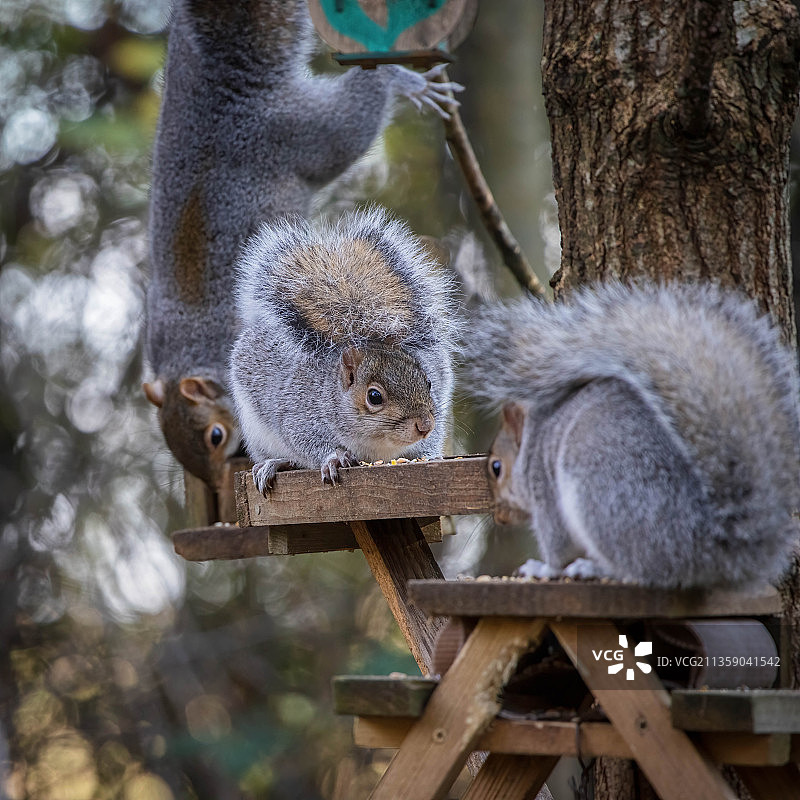 英国东格林斯特德树上的灰色松鼠特写图片素材