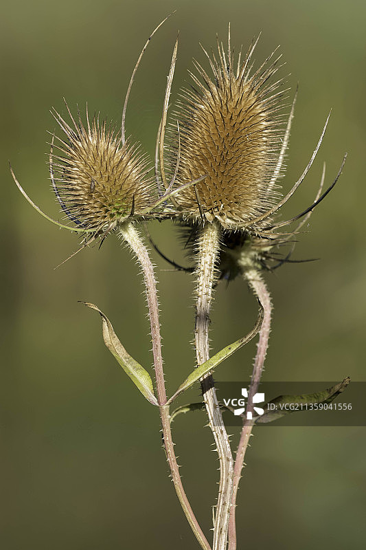 英国东格林斯特德的干蓟特写图片素材
