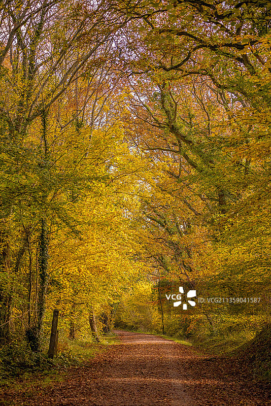 秋季英国东格林斯特德森林中的树木图片素材