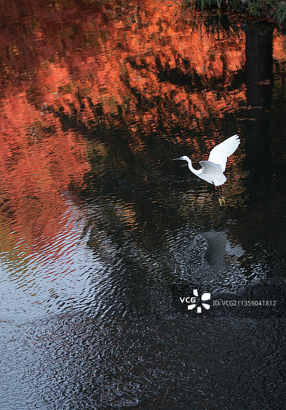 燕雀湖秋色图片素材