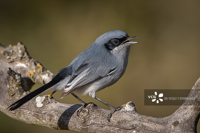 鸟鸣鸟栖息在树枝上的特写图片素材