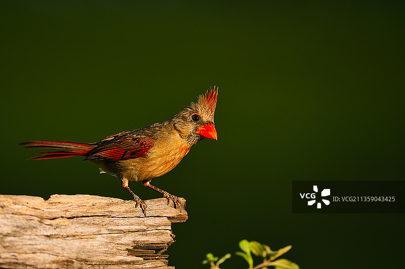 红雀栖息在木头上特写，珊瑚泉，佛罗里达州，美国图片素材