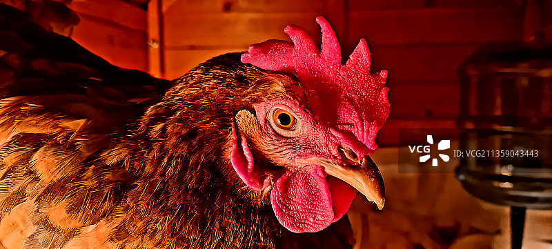 公鸡特写，雷姆斯埃克，德国图片素材