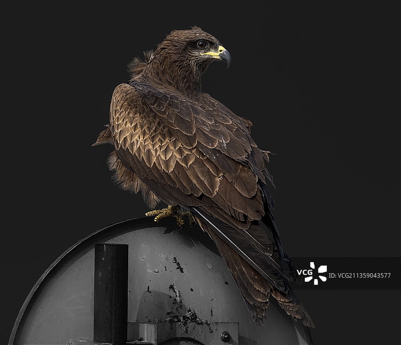 金雕栖息在树枝上的特写，印度西孟加拉邦图片素材