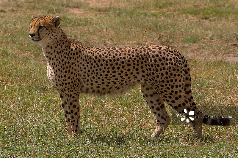 在肯尼亚草地上非洲猎豹的侧面照图片素材