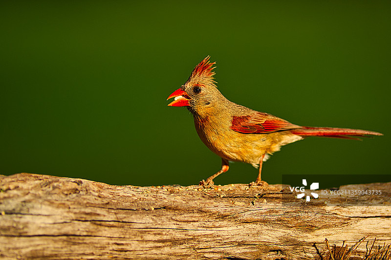 美国佛罗里达珊瑚泉红雀栖息树上特写图片素材