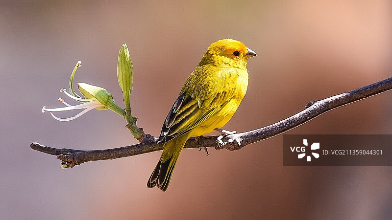 栖息在树枝上的鸣鸟的特写图片素材