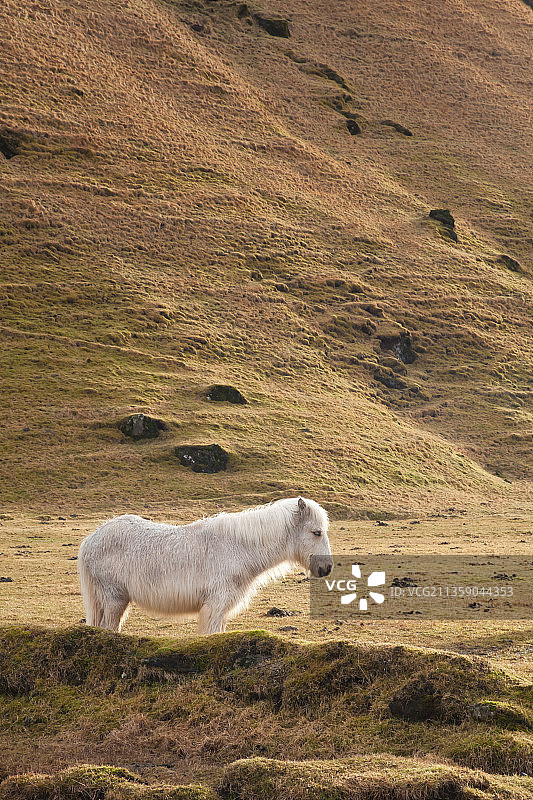 冰岛维克：原野上的北极熊（高角度拍摄）图片素材