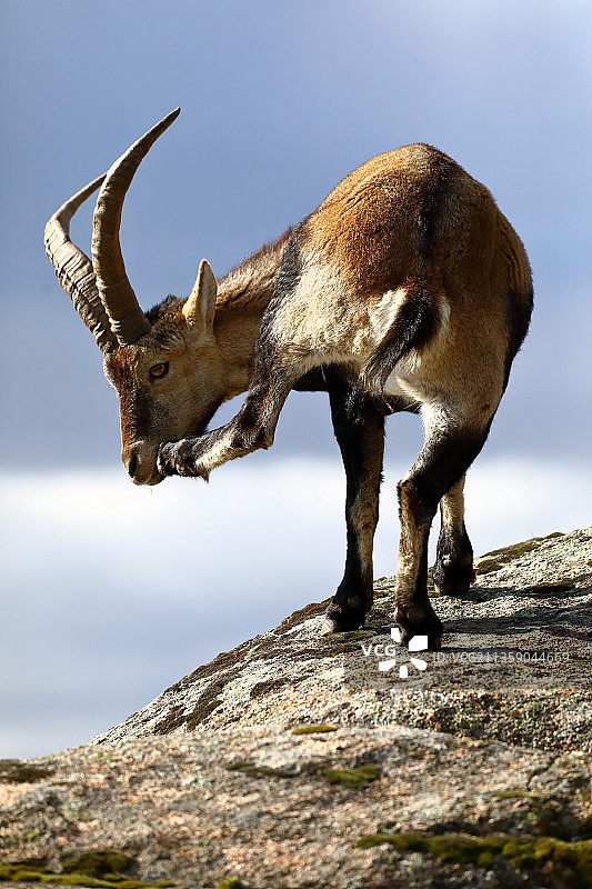 仰视站在山上的鹿，西班牙马德里图片素材
