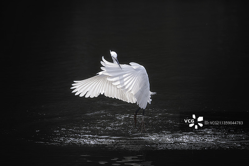 中国湖面上飞翔的苍鹭特写图片素材