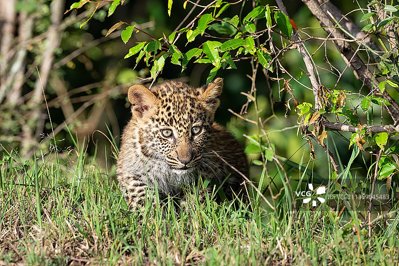 豹子站在肯尼亚马赛马拉国家保护区的草地上图片素材