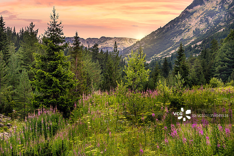 保加利亚皮林国家公园的鲜花山景图片素材