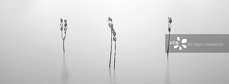 晴空下的植物特写图片素材