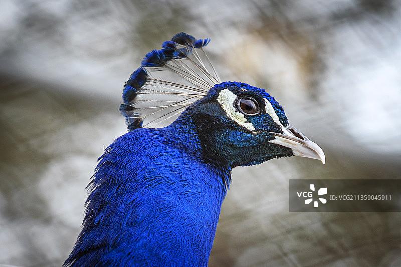 阿尔及利亚吉杰勒的孔雀特写图片素材