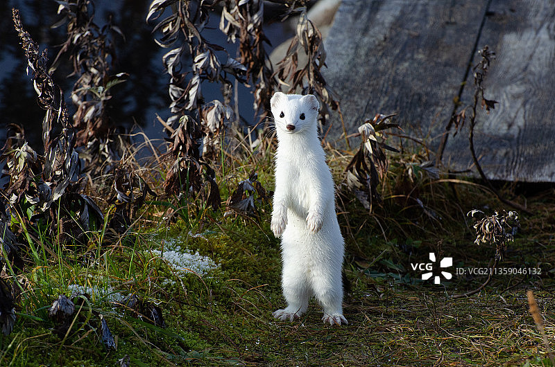 田野上的兔子肖像图片素材