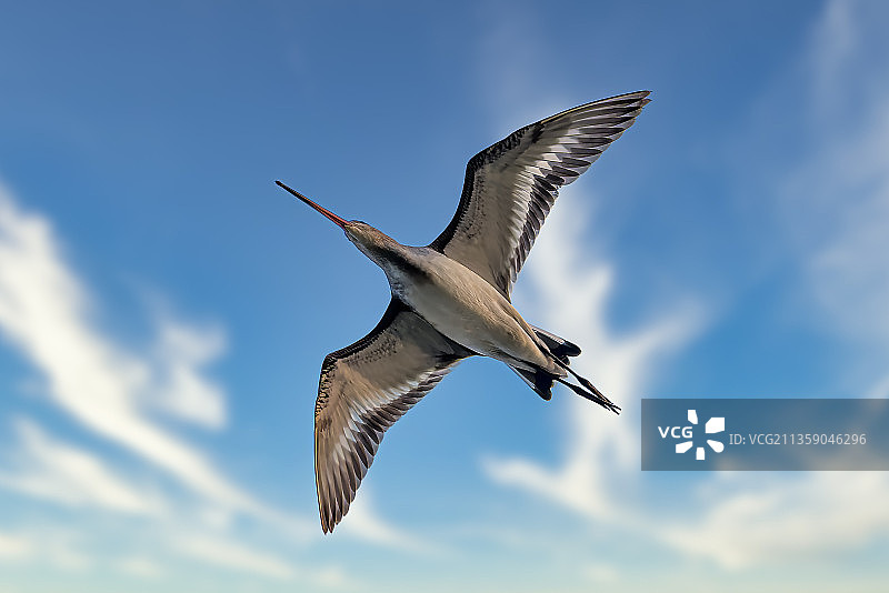 印度哈里亚纳邦丘鹬飞翔的仰视视角图片素材