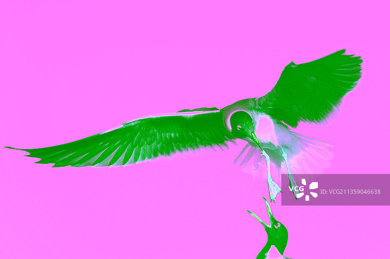 海鹦鹉飞过晴朗天空特写图片素材