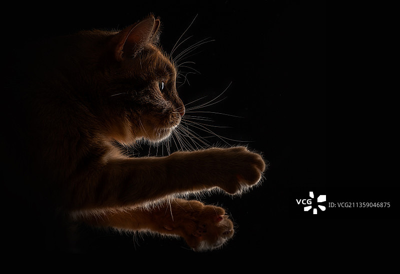 黑色背景下的猫咪特写，俄罗斯图片素材