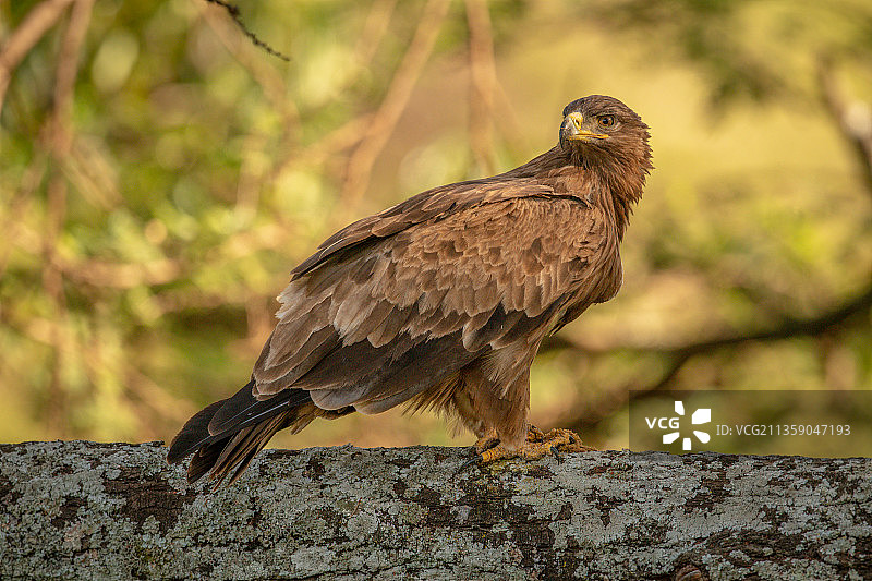 茶色金雕栖息在树枝上，奥洛洛索克万，坦桑尼亚图片素材