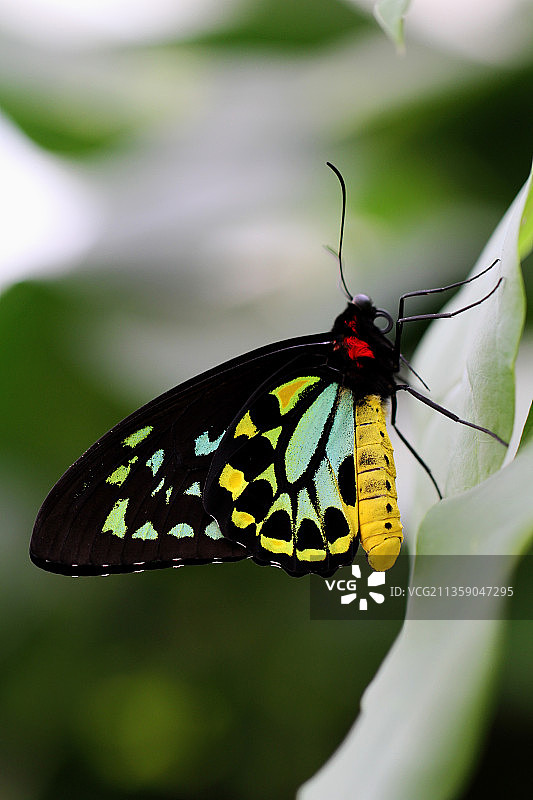 叶子上的蝴蝶特写，德国锡根图片素材