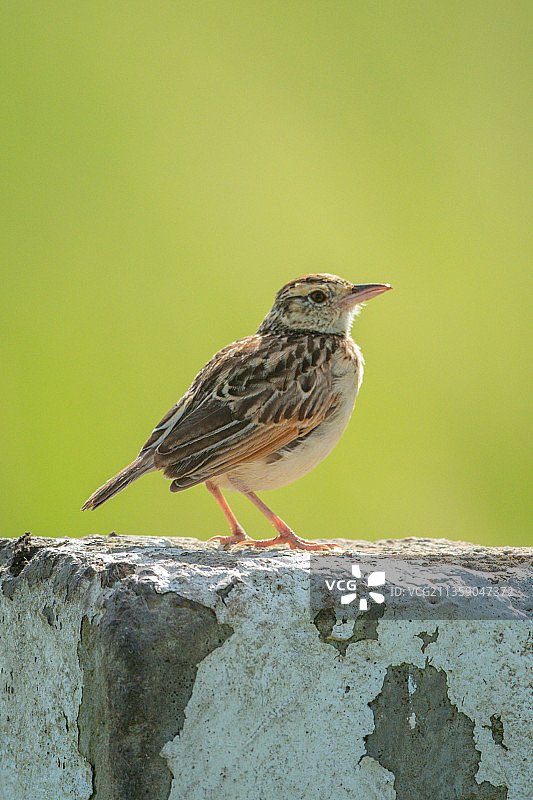 栖息在挡土墙上的鸣禽特写图片素材