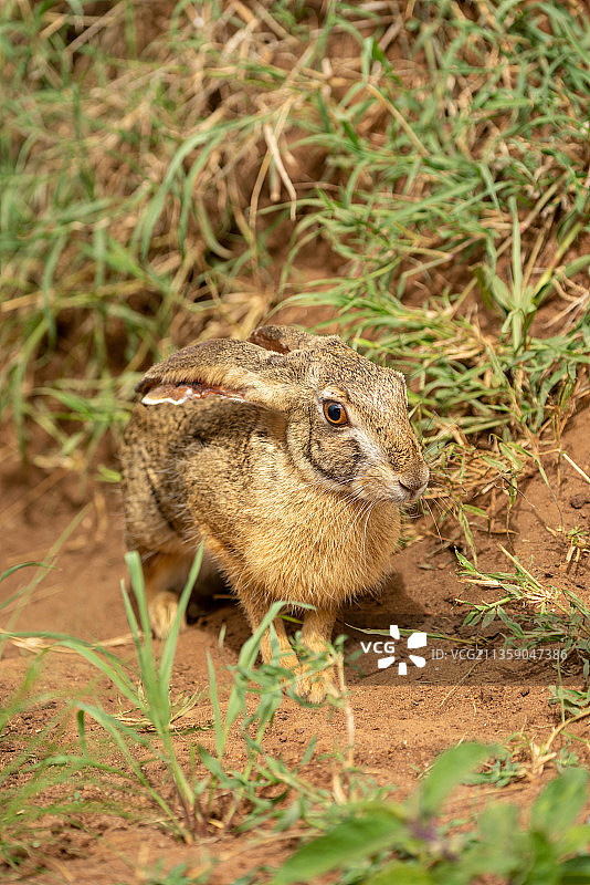 坦桑尼亚奥洛洛索克万，田野里松鼠的特写镜头图片素材