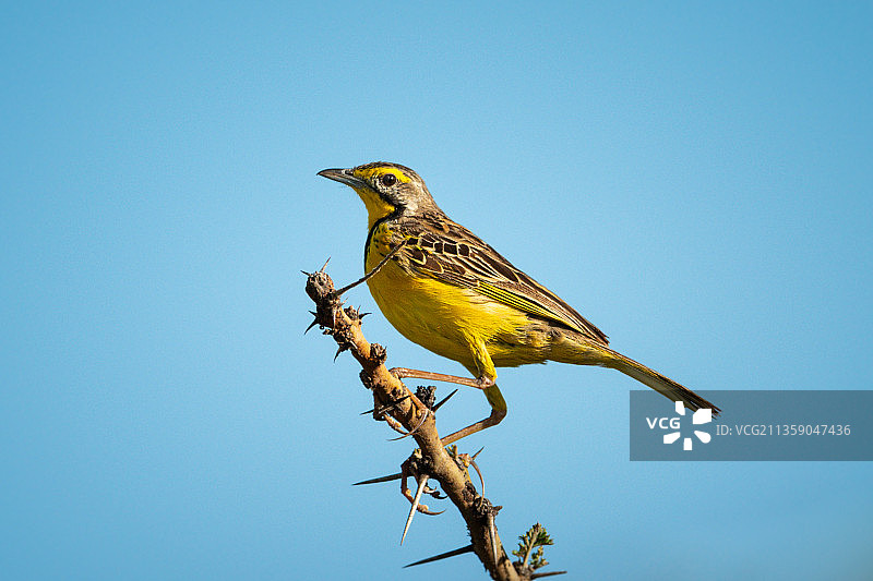 低角度拍摄栖息在树枝上的鹡鸰，背景是晴朗的天空图片素材