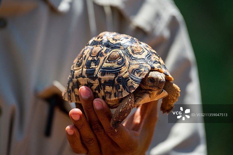 一人拿着豹纹龟壳的截面图图片素材
