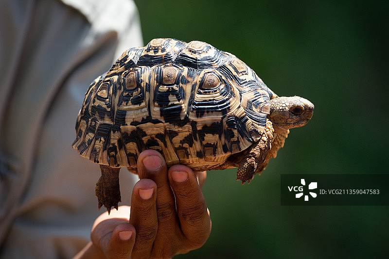 一人拿着豹纹龟壳的截面图图片素材