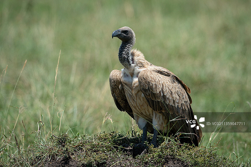 栖息在田野上的秃鹫特写，奥洛洛索克万，坦桑尼亚图片素材