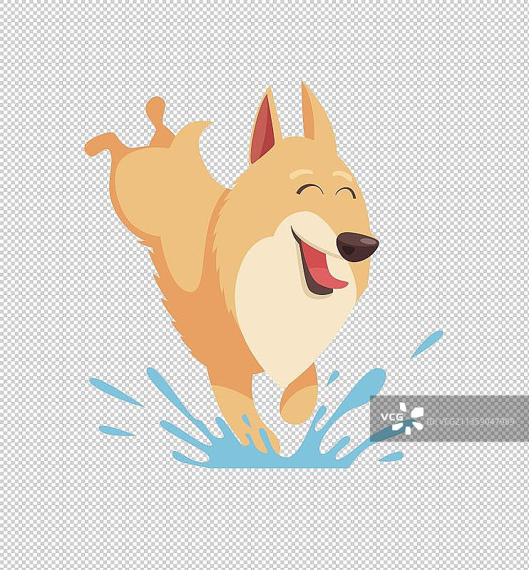 在水坑里玩耍的柴犬图片素材