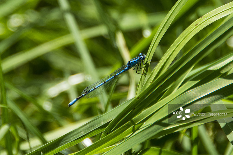 豆娘在草地上的特写，塞尔维亚图片素材