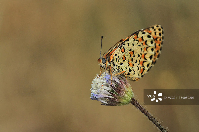 土耳其安塔利亚菲尼凯蝴蝶在花朵上采蜜特写图片素材