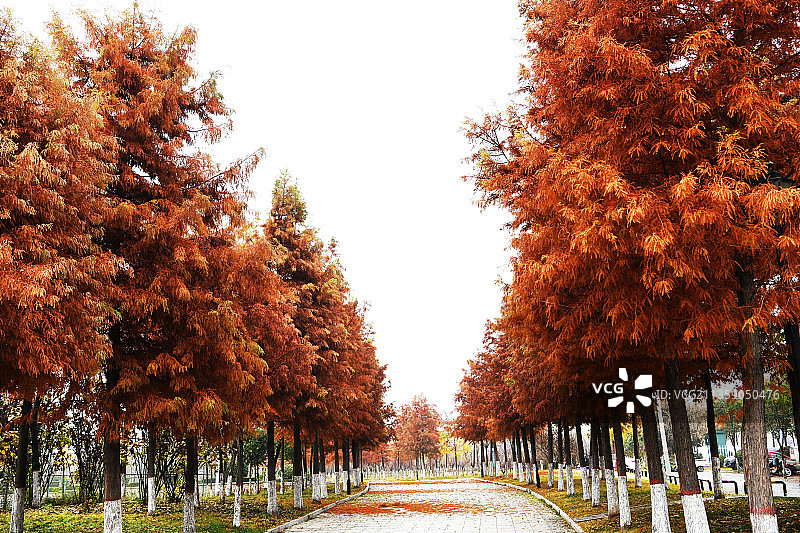 山东枣庄山亭区城市公园美丽的红杉树图片素材