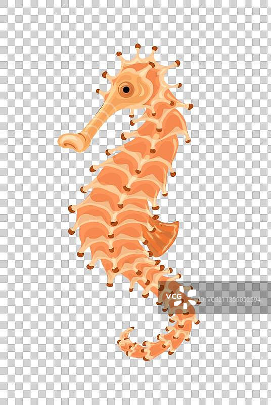 一只黄色的海马图片素材