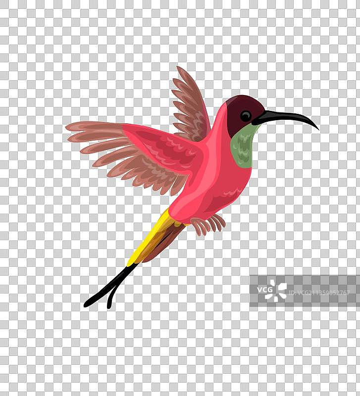 手绘卡通红嘴蓝鹊图片素材