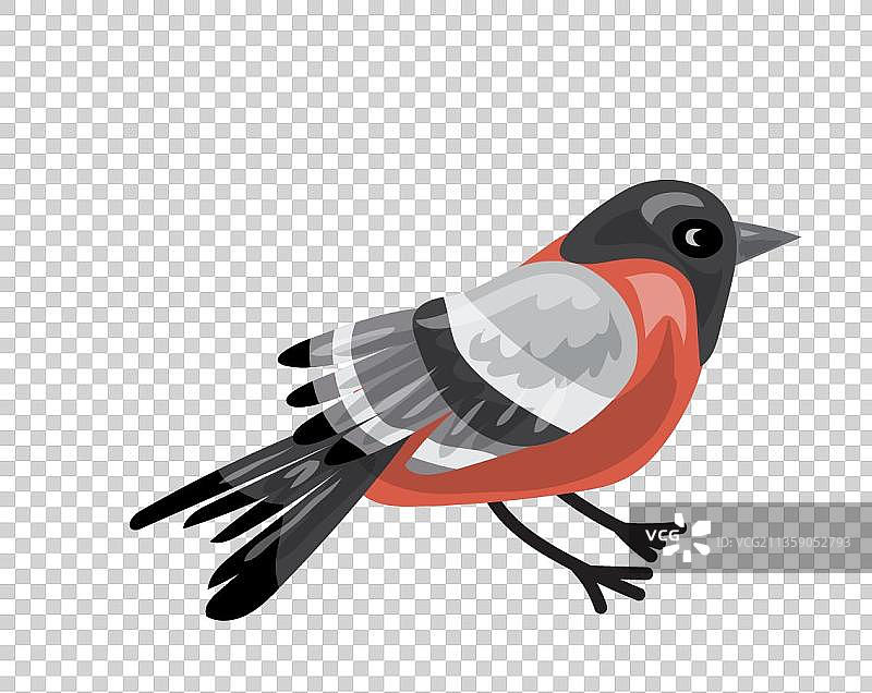 灰色羽毛的小鸟图片素材