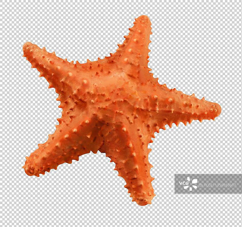 海底海星元素图片素材