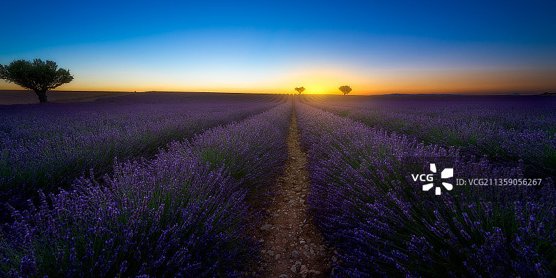 法国日落时分的薰衣草田景色图片素材