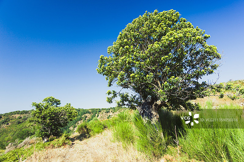 意大利雷焦卡拉布里亚省巴加拉迪的田野树木图片素材