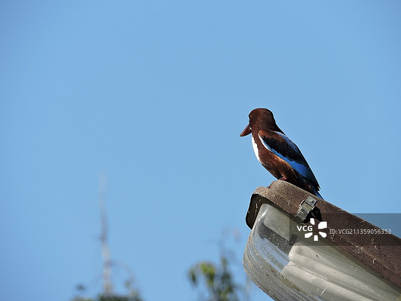 低角度拍摄栖息在屋顶上的绿松鸦，蓝天背景图片素材