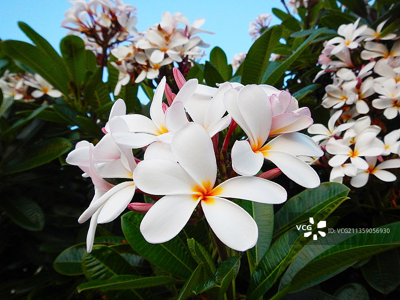 美国夏威夷毛伊岛白色花卉植物特写图片素材