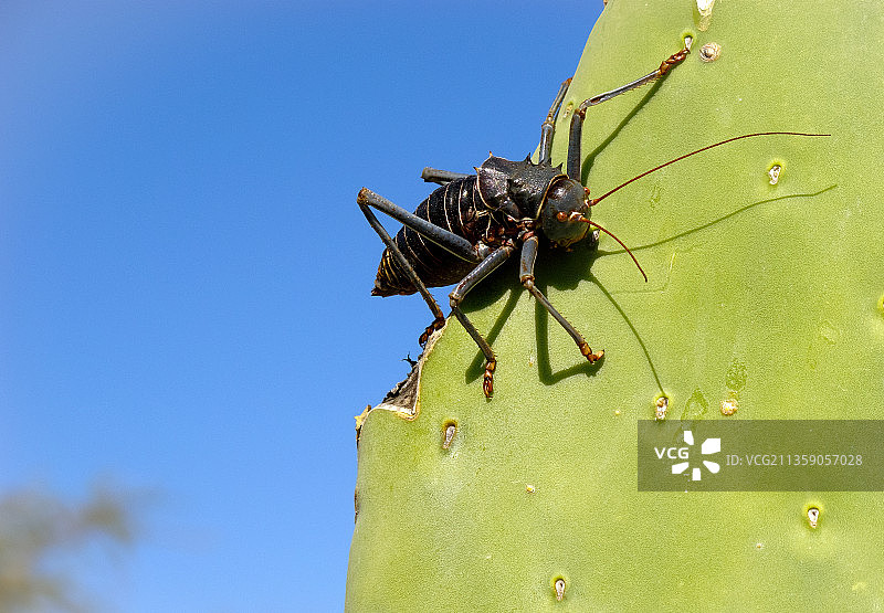 纳米比亚仙人掌特写图片素材