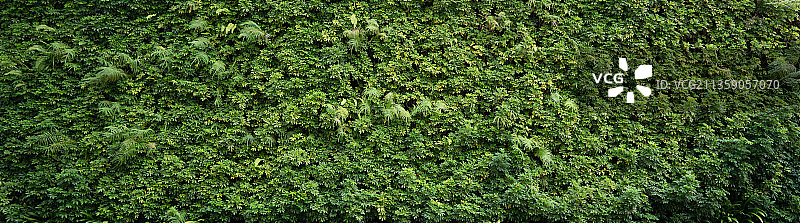 田野上生长的植物的完整画面图片素材