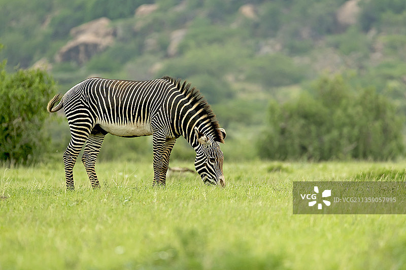 肯尼亚草原上站立的布氏斑马侧视图图片素材