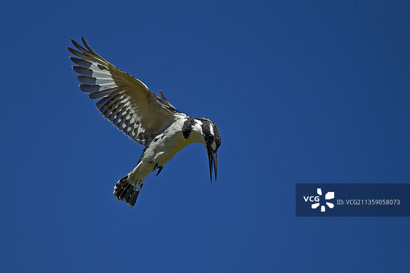 肯尼亚翠鸟飞翔的低角度视图图片素材