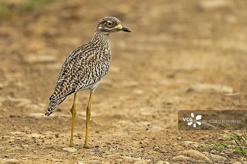 内罗毕国家公园，肯尼亚，杓鹬栖息在沙滩上特写图片素材