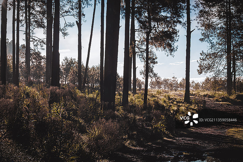 墨西哥阿马纳尔科德贝塞拉森林树木景观图片素材