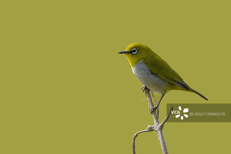 栖息在植物上的鸣禽特写，巴基斯坦卡拉奇图片素材