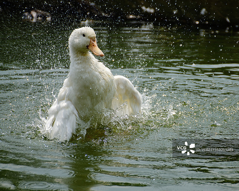 印度尼西亚西比农天鹅湖特写图片素材